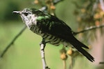 Shining cuckoo | Pīpīwharauroa. Adult. Ngongotaha, Rotorua. Image © Department of Conservation (image ref: 10029519) by John Kendrick, Department of Conservation.