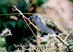 Shining cuckoo | Pīpīwharauroa. Adult. Kapiti Island, February 1998. Image © Alex Scott by Alex Scott.