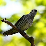 Shining cuckoo | Pīpīwharauroa. Adult. Palmerston North, October 2010. Image © Craig Steed by Craig Steed.