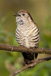 Shining cuckoo | Pīpīwharauroa. Adult calling from tree branch. Logan Park High School, Dunedin, October 2014. Image © Paul Sorrell by Paul Sorrell.