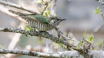 Shining cuckoo | Pīpīwharauroa. Adult. Bay of Islands, December 2015. Image © Paul Shaw by Paul Shaw.