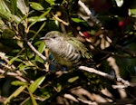 Shining cuckoo | Pīpīwharauroa. Fledgling calling to grey warbler foster-parent. Sandy Bay, Whangarei, November 2010. Image © Malcolm Pullman by Malcolm Pullman.