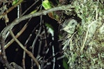 Shining cuckoo | Pīpīwharauroa. Chick in Chatham Island warbler nest. Rangatira Island, Chatham Islands, January 1982. Image © Department of Conservation (image ref: 10031231) by Dave Crouchley, Department of Conservation.