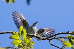 Shining cuckoo | Pīpīwharauroa. Adult displaying to another shining cuckoo. Manawatu, October 2017. Image © Imogen Warren by Imogen Warren.