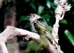 Shining cuckoo | Pīpīwharauroa. Adult. Kapiti Island, February 1998. Image © Alex Scott by Alex Scott.