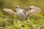 Shining cuckoo | Pīpīwharauroa. Adult displaying (one of three birds calling and displaying). Orokonui Ecosanctuary, Dunedin, November 2021. Image © Paul Sorrell by Paul Sorrell.