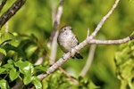 Shining cuckoo | Pīpīwharauroa. Part of sequence grey warbler feeding cuckoo chick. Sandy Bay, Whangarei, January 2014. Image © Malcolm Pullman by Malcolm Pullman.