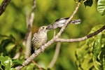 Shining cuckoo | Pīpīwharauroa. Part of sequence grey warbler feeding cuckoo chick. Sandy Bay, Northland, January 2014. Image © Malcolm Pullman by Malcolm Pullman.