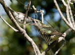 Shining cuckoo | Pīpīwharauroa. Fledgling being fed by grey warbler. Sandy Bay, Whangarei, November 2010. Image © Malcolm Pullman by Malcolm Pullman.