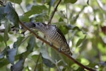 Shining cuckoo | Pīpīwharauroa. Fledgling being fed by grey warbler. Rangitane, Kerikeri Inlet, January 2013. Image © Robin Colquhoun by Robin Colquhoun.