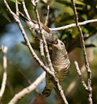 Shining cuckoo | Pīpīwharauroa. Fledgling being fed by grey warbler. Sandy Bay, Whangarei, November 2010. Image © Malcolm Pullman by Malcolm Pullman.