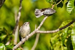 Shining cuckoo | Pīpīwharauroa. Part of sequence grey warbler feeding cuckoo chick. Sandy Bay, Whangarei, January 2014. Image © Malcolm Pullman by Malcolm Pullman.