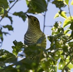 Shining cuckoo | Pīpīwharauroa. Juvenile. Tikokino, Central Hawke's Bay, March 2016. Image © Cheryl Walton by Cheryl Walton.