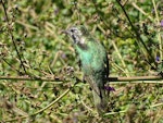 Shining cuckoo | Pīpīwharauroa. Dorsal view of immature. Grovetown Lagoons, Marlborough, February 2017. Image © Bill Cash by Bill Cash.