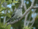 Shining cuckoo | Pīpīwharauroa. Juvenile. Coatesville, North Auckland, January 2009. Image © Mark Seabrook-Davison by Mark Seabrook-Davison.