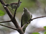 Shining cuckoo | Pīpīwharauroa. Juvenile with grey warbler. Blowhard Bush, Hawke's Bay, February 2010. Image © Adam Clarke by Adam Clarke.