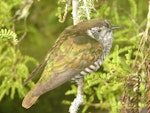 Shining cuckoo | Pīpīwharauroa. Adult showing iridescent feathers. Lower Hutt, November 2009. Image © John Flux by John Flux.