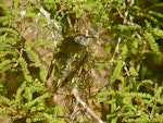 Shining cuckoo | Pīpīwharauroa. Adult showing camouflage in kowhai tree. Lower Hutt, November 2009. Image © John Flux by John Flux.