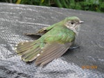 Shining cuckoo | Pīpīwharauroa. Juvenile recovering after hitting window. Whitianga, February 2014. Image © Len Salt by Len Salt.