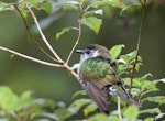 Shining cuckoo | Pīpīwharauroa. Adult. Walk to Maclean's Falls, Catlins, November 2011. Image © Sonja Ross by Sonja Ross.