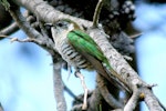 Shining cuckoo | Pīpīwharauroa. Adult. Cape Kidnappers, December 2007. Image © Dick Porter by Dick Porter.