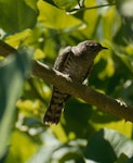 Shining cuckoo | Pīpīwharauroa. Juvenile. Little Barrier Island, January 1990. Image © Terry Greene by Terry Greene.