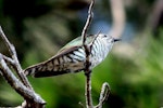 Shining cuckoo | Pīpīwharauroa. Adult. Cape Kidnappers, December 2007. Image © Dick Porter by Dick Porter.