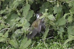 Shining cuckoo | Pīpīwharauroa. Adult taking red admiral butterfly caterpillars from tree nettle. Monro Beach, South Westland, November 2016. Image © Gerry McSweeney by Gerry McSweeney.