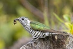 Shining cuckoo | Pīpīwharauroa. Adult with woolly-bear (magpie moth) caterpillar. Orokonui Ecosanctuary, Dunedin, October 2022. Image © Paul Sorrell by Paul Sorrell.