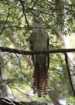 Long-tailed cuckoo | Koekoeā. Adult calling. Blowhard Bush, Hawke's Bay, January 2013. Image © Adam Clarke by Adam Clarke.