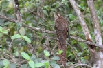 Long-tailed cuckoo | Koekoeā. Adult perched, viewed from rear. Blowhard Bush, Hawke's Bay, November 2014. Image © Adam Clarke by Adam Clarke.