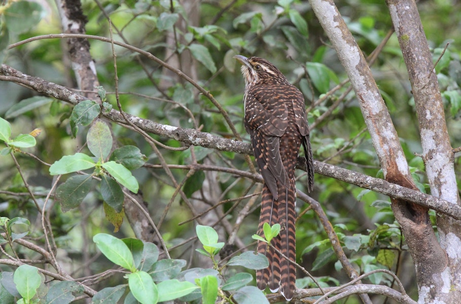 Long-tailed cuckoo | Koekoeā. Adult perched, viewed from rear. Blowhard Bush, Hawke's Bay, November 2014. Image © Adam Clarke by Adam Clarke.