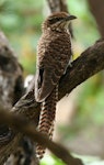 Long-tailed cuckoo | Koekoeā. Adult. Kapiti Island, February 2009. Image © Duncan Watson by Duncan Watson.