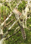 Long-tailed cuckoo | Koekoeā. Adult. Whirinaki Forest, January 2012. Image © Tom Lynch by Tom Lynch.