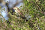 Long-tailed cuckoo | Koekoeā. Adult calling. Whirinaki Forest, January 2012. Image © Tom Lynch by Tom Lynch.