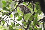 Long-tailed cuckoo | Koekoeā. Adult. Blowhard Bush, Hawke's Bay, December 2011. Image © Adam Clarke by Adam Clarke.