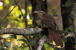 Long-tailed cuckoo | Koekoeā. Adult perched, viewed from rear. Boundary Stream, Napier, December 2017. Image © Oscar Thomas by Oscar Thomas.