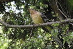 Long-tailed cuckoo | Koekoeā. Juvenile. Blowhard Bush, Hawke's Bay, January 2012. Image © Adam Clarke by Adam Clarke.