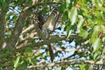 Long-tailed cuckoo | Koekoeā. Adult alarm calling. Waitahinga Trails, Whanganui, January 2020. Image © Duncan Watson by Duncan Watson.