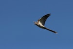 Long-tailed cuckoo | Koekoeā. Adult calling in flight. Blowhard Bush, Hawke's Bay, January 2015. Image © Adam Clarke by Adam Clarke.