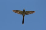 Long-tailed cuckoo | Koekoeā. Adult in flight. Blowhard Bush, Hawke's Bay, January 2013. Image © Adam Clarke by Adam Clarke.