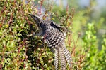 Long-tailed cuckoo | Koekoeā. Juvenile on migration. Waiake, North Shore, Auckland, May 2015. Image © Deborah Snape by Deborah Snape.