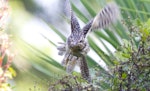 Long-tailed cuckoo | Koekoeā. Juvenile on migration. Waiake, North Shore, Auckland, May 2015. Image © Deborah Snape by Deborah Snape.