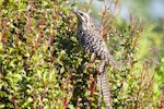 Long-tailed cuckoo | Koekoeā. Juvenile on migration. Waiake, North Shore, Auckland, May 2015. Image © Deborah Snape by Deborah Snape.