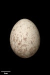 Long-tailed cuckoo | Koekoeā. Egg 22.4 x 17.2 mm (NMNZ OR.011260). York Bay, Wellington, November 1964. Image © Te Papa by Jean-Claude Stahl.