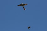 Long-tailed cuckoo | Koekoeā. Adult in flight, being chased by bellbird. Blowhard Bush, Hawke's Bay, January 2015. Image © Adam Clarke by Adam Clarke.