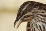 Long-tailed cuckoo | Koekoeā. Close-up of head. North Auckland, January 2009. Image © Eugene Polkan by Eugene Polkan.