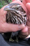 Long-tailed cuckoo | Koekoeā. Adult in the hand. Bird Rescue Auckland, October 2015. Image © Oscar Thomas by Oscar Thomas.