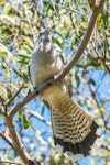 Channel-billed cuckoo. Adult. Sydney, New South Wales, Australia, September 2014. Image © Christopher Nixon 2016 birdlifephotography.org.au by Christopher Nixon.