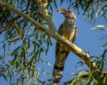 Channel-billed cuckoo. Adult. Pallarenda, Queensland, November 2012. Image © James Niland by James Niland.